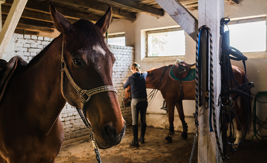 Horse Care Management